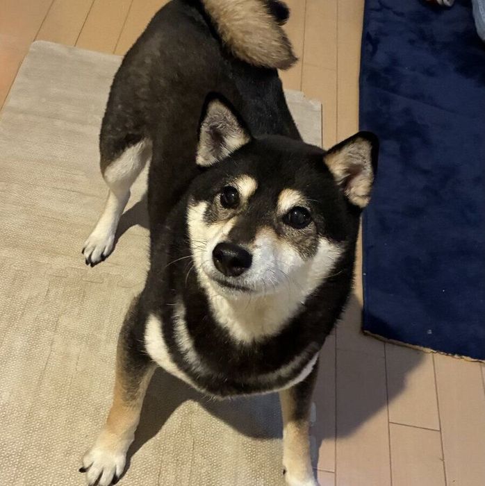飼い主さんを見上げるあずきちゃん