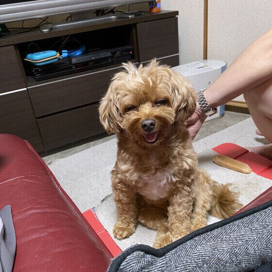 Mix（小型犬）のピノくん♪