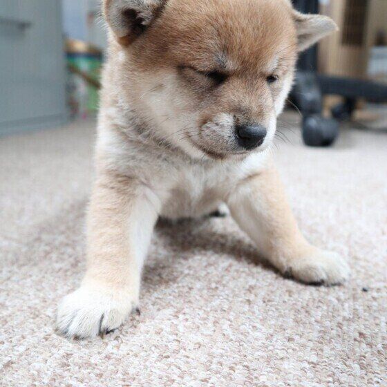 犬が疲れているかも？基本の対応と犬が休まない場合の対処法 いぬのきもち