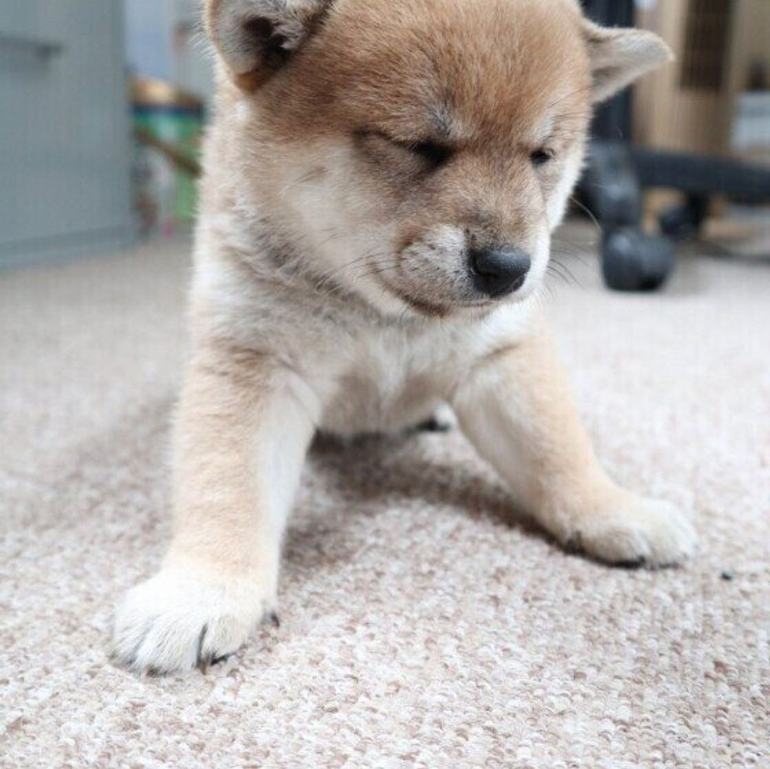 犬が疲れている とき どうしたらいい なかなか休まない犬への対処法も いぬのきもちweb Magazine 犬が疲れている とき どうしたらいい なかなか休まない犬への対処法も いぬのきもちweb Magazine