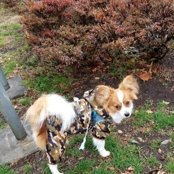 パピヨンのケートちゃん