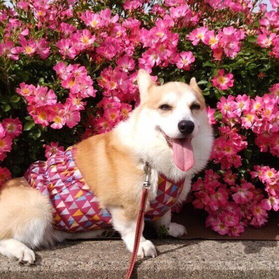 笑顔のウェルシュ・コーギー・ペンブローク