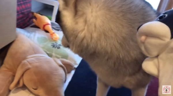 シベリアン・ハスキーの文太ちゃん