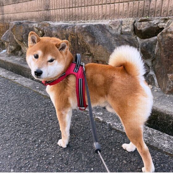 柴のコテツくん