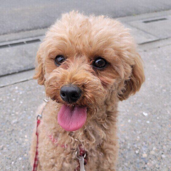 お散歩するトイプーのノエルちゃん