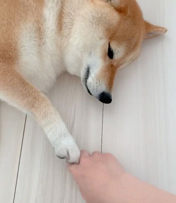 飼い主さんの手を触る味噌ちゃん