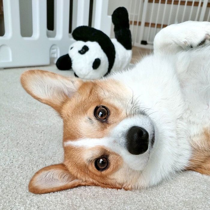 見つめるくるみちゃん