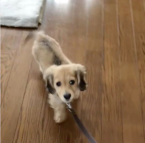 お散歩するカニーンヘン・ダックスフンド