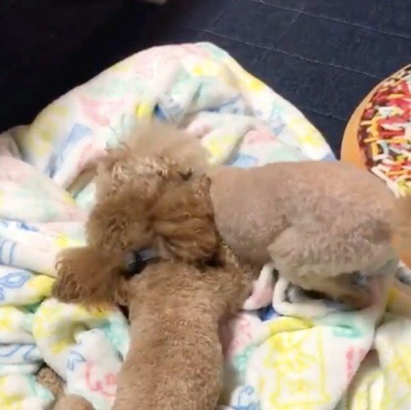 仲良く遊ぶトイ・プードル