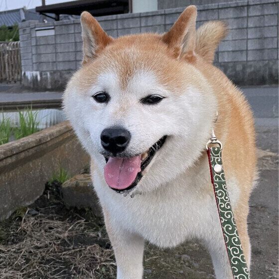 シニア犬に適した散歩の仕方とは 散歩中に歩かなくなるのは犬からのサインかも？ いぬのきもち