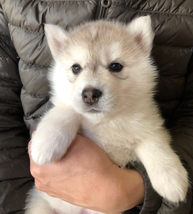 ブリーダーさん宅にいた頃のさくらちゃん