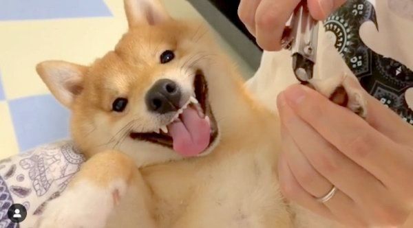 爪切りをするうにくん