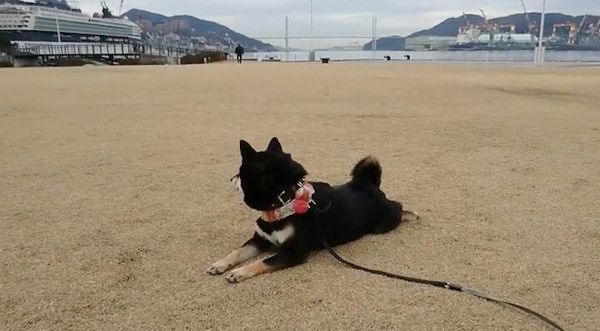 お散歩する黒柴