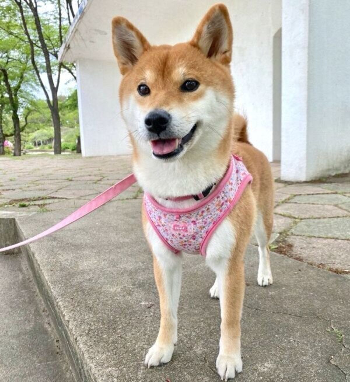 なんて幸せそうなんだ 肉球マッサージが気持ちよくて爆睡する柴犬に悶絶 いぬのきもちweb Magazine なんて幸せそうなんだ 肉球マッサージが気持ちよくて爆睡する柴犬に悶絶 いぬのきもちweb Magazine