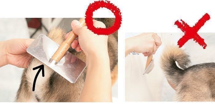 しっぽのブラッシング方法マルとバツ