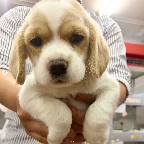 子犬時代のウィルくん