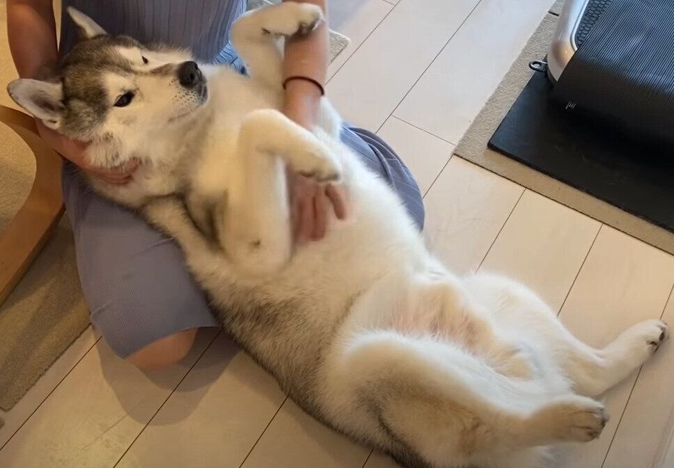 マッサージされる犬