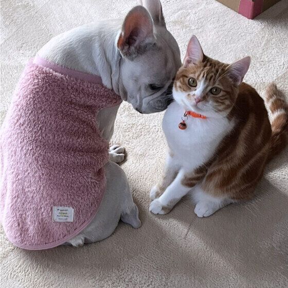 猫ちゃんに顔をピタッとくっつけるフレンチ・ブルドッグ
