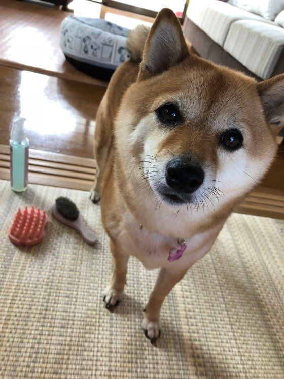 柴のぼたんちゃん