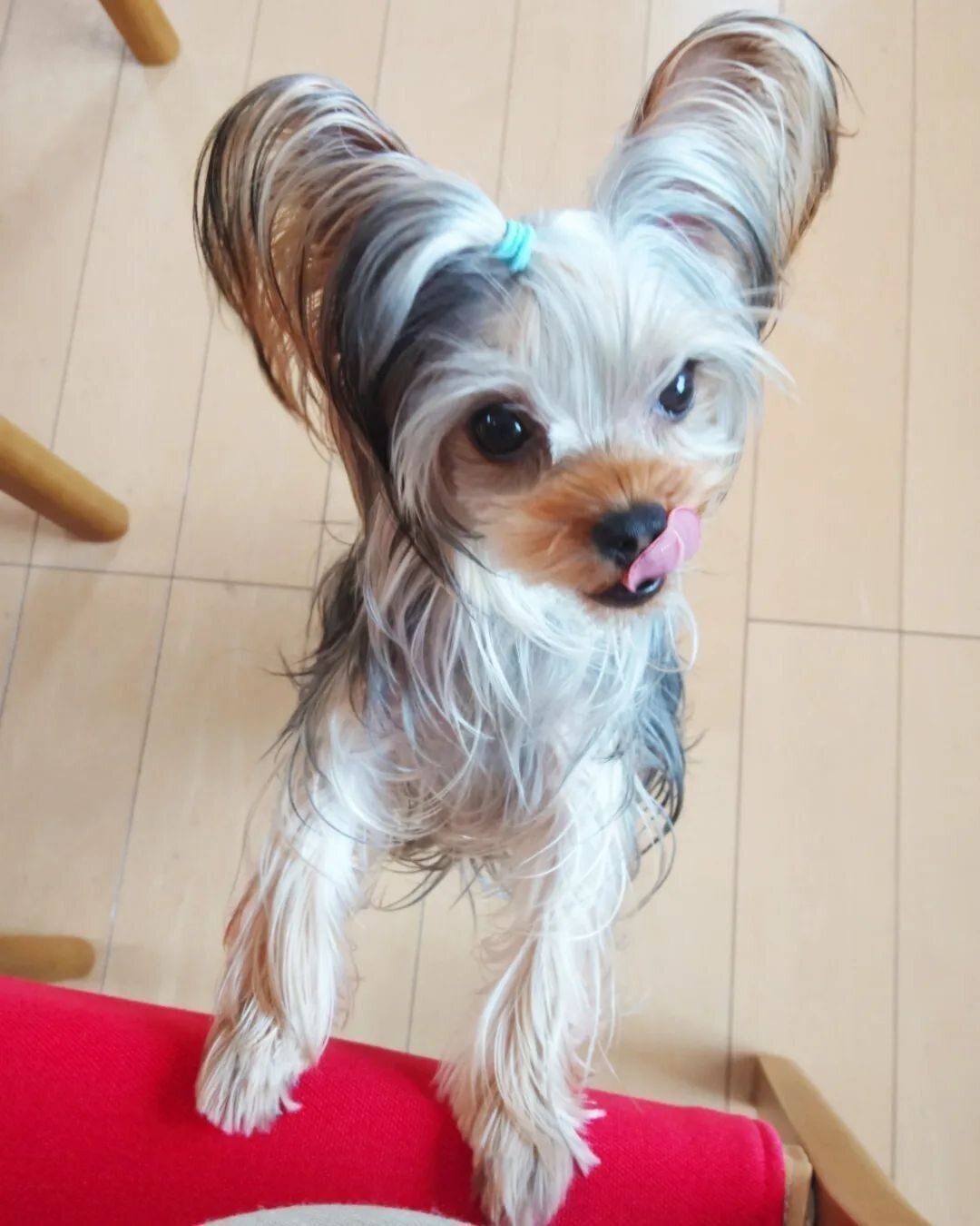 ヨークシャー・テリアのもなかちゃん