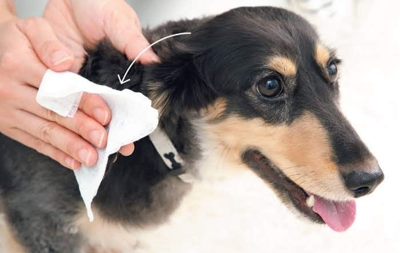 犬の耳のお手入れ 綿棒はng 正解のお手入れ方法を解説 いぬのきもちweb Magazine 犬の耳のお手入れ 綿棒はng 正解のお手入れ方法を解説 いぬのきもちweb Magazine