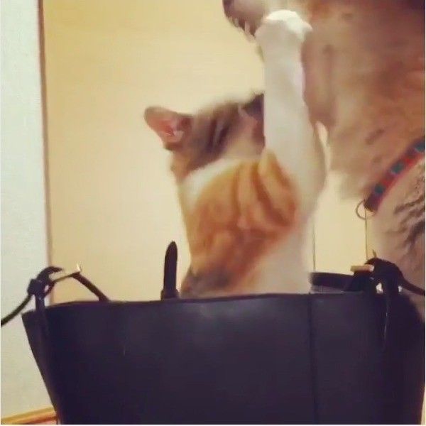 ワンニャンバトル