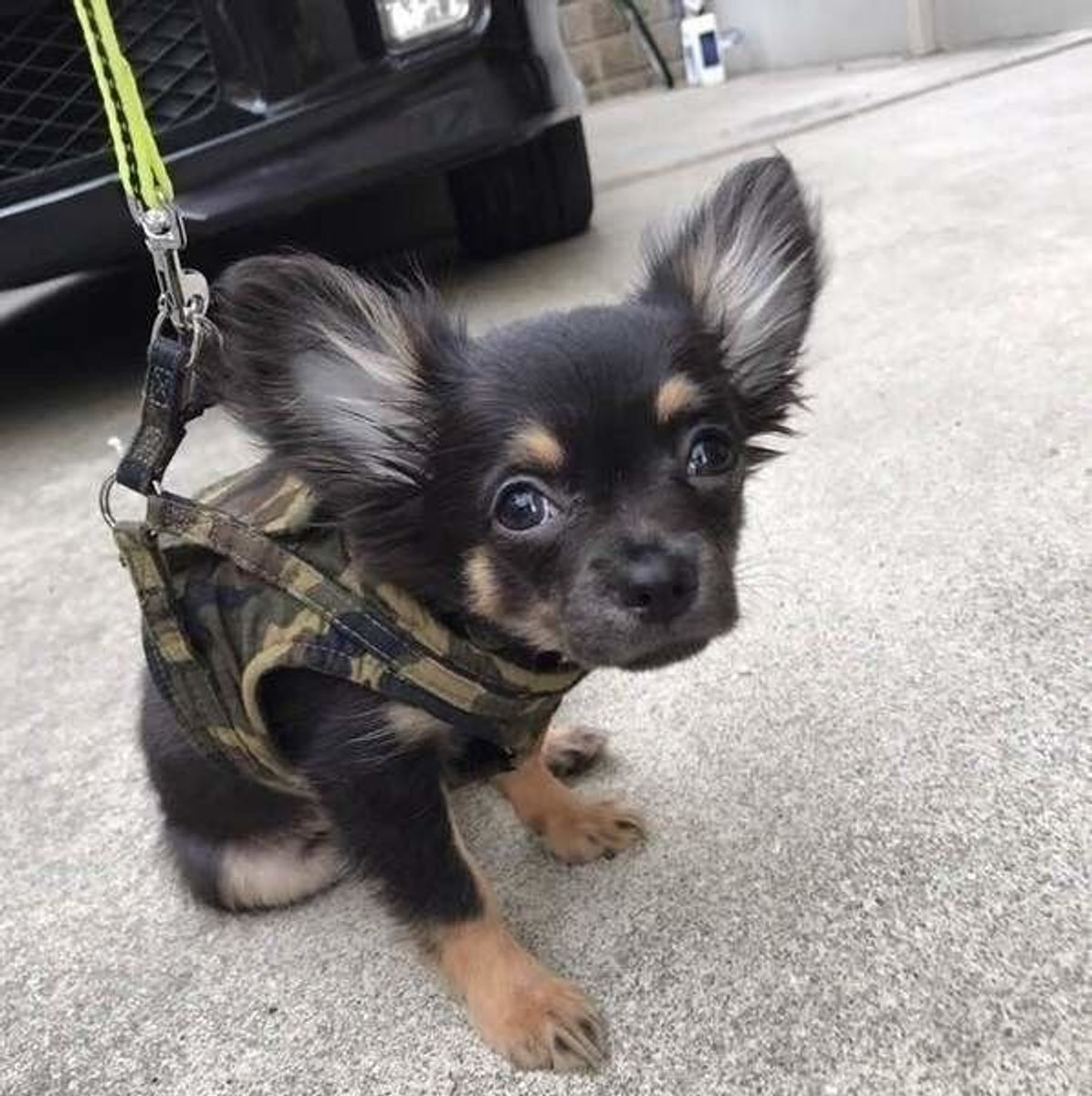 獣医師監修 犬が吐くのはストレス 症状や嘔吐物の色から原因を解明 いぬのきもちweb Magazine 獣医師監修 犬が吐くのはストレス 症状や嘔吐物の色から原因を解明 いぬのきもちweb Magazine
