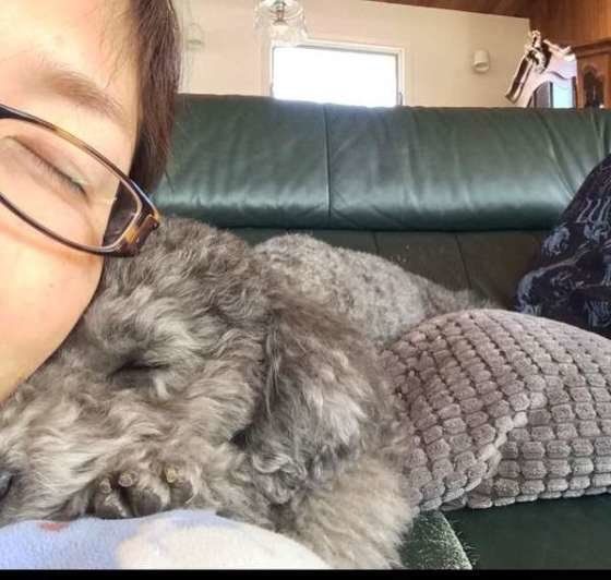 トイ・プードル あずきちゃん