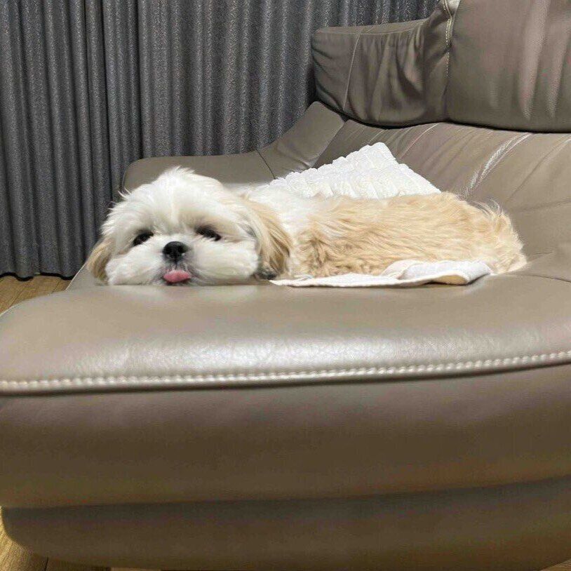 飼い主さんによると、いつもペロッと出している舌がオラフくんの魅力のひとつなのだとか