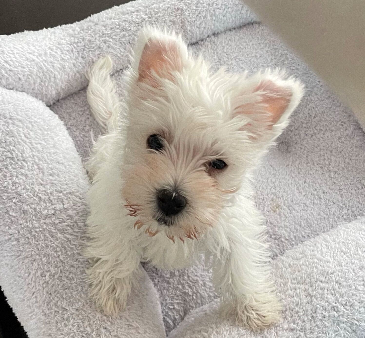 お迎え翌日のシャンプーちゃん