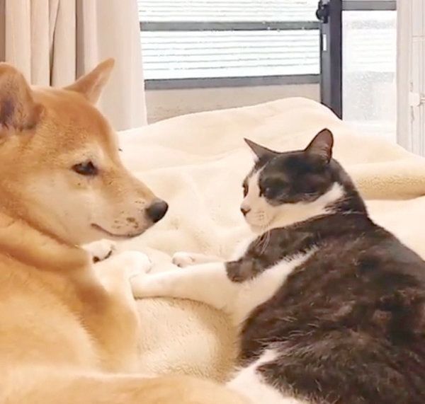 外を眺める柴犬とハチワレ猫