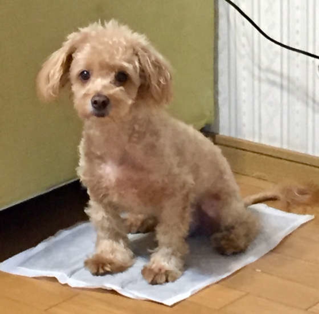 犬のうんち前後のおもしろしぐさ3選 その理由を獣医師が解説 いぬのきもちweb Magazine 犬のうんち前後のおもしろしぐさ3選 その理由を獣医師が解説 いぬのきもちweb Magazine