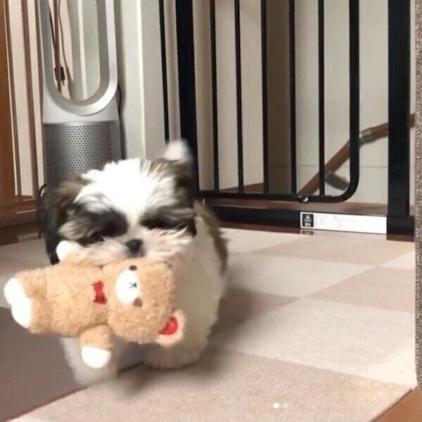 おもちゃを持ってくるぽんぷぅちゃん