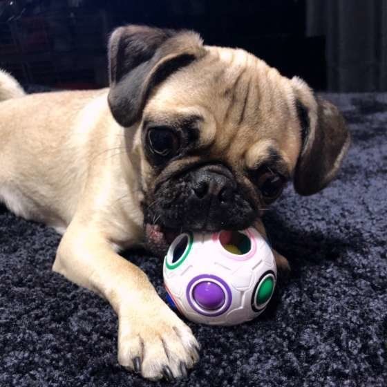 ボールで遊ぶパグ