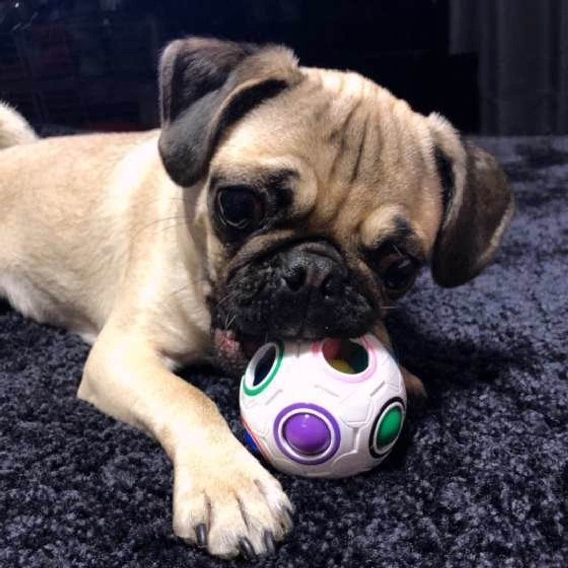 室内で思いっきり愛犬と遊ぼう 夢中になっちゃうボールの活用方法 いぬのきもちweb Magazine 室内で思いっきり愛犬と遊ぼう 夢中になっちゃうボールの活用方法 いぬのきもちweb Magazine