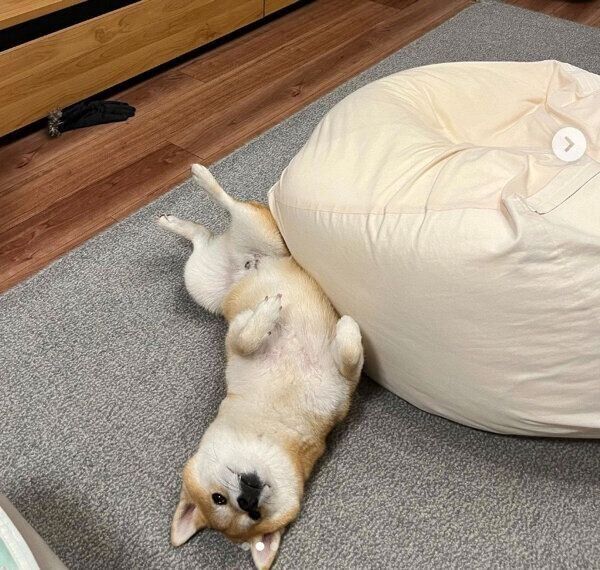 ヘソ天する文太くん