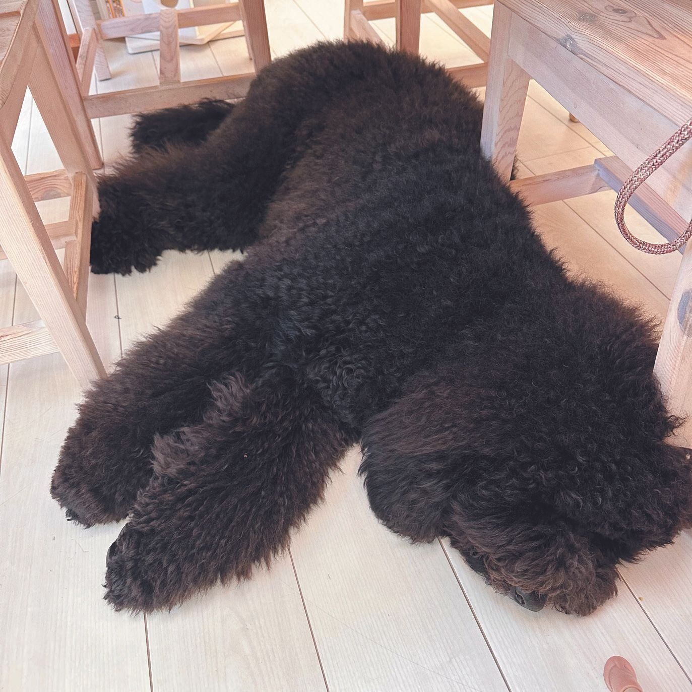 東京都 マッシュくん（オス・１才／25.0kg／スタンダード・プードル）