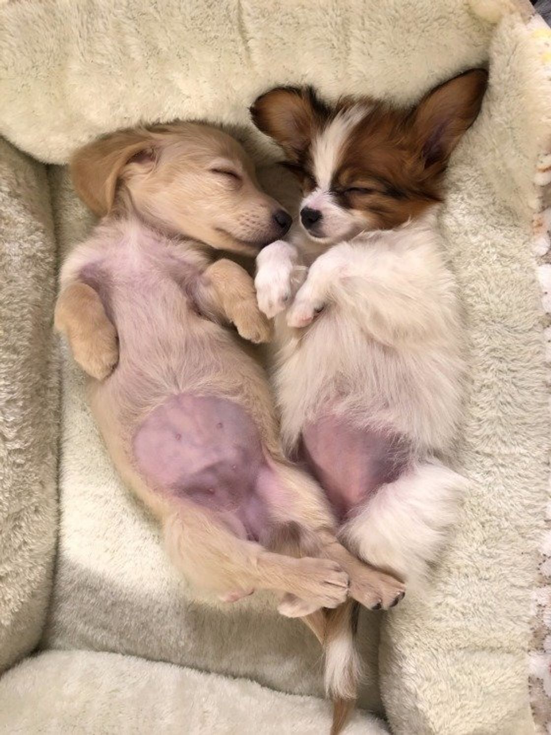 犬と犬 犬と子どもがピッタリと寄り添うのはなぜ いぬのきもちweb Magazine 犬と犬 犬と子どもがピッタリと寄り添うのはなぜ いぬのきもちweb Magazine