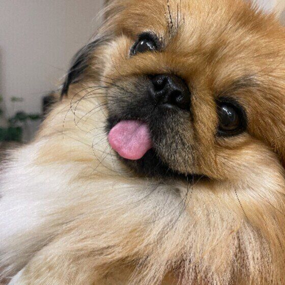 犬が顔をなめてきたときの正しい対応は 嬉しいけど注意が必要 いぬのきもちweb Magazine