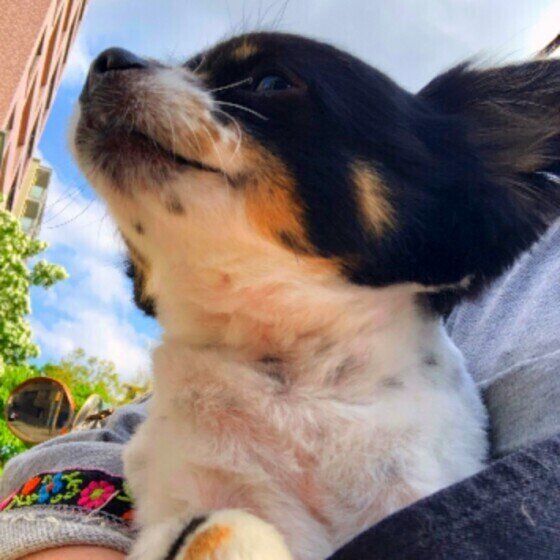 チワワのまろくん