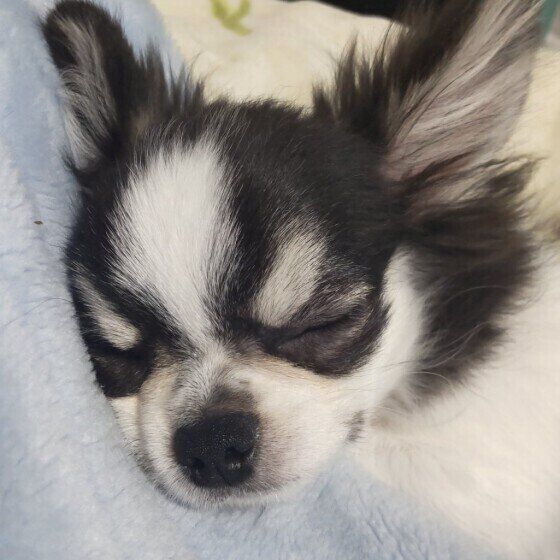 チワワのもちコロくん