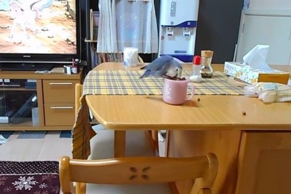 ごはんをもらうコーギー