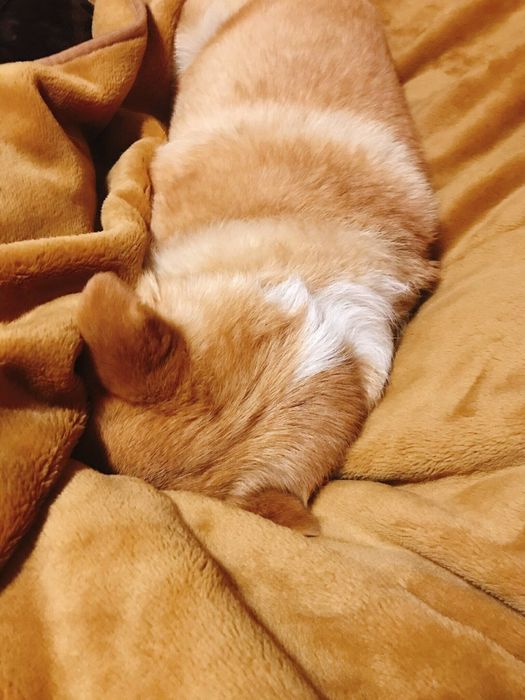 犬とブランケットが同一化している画像