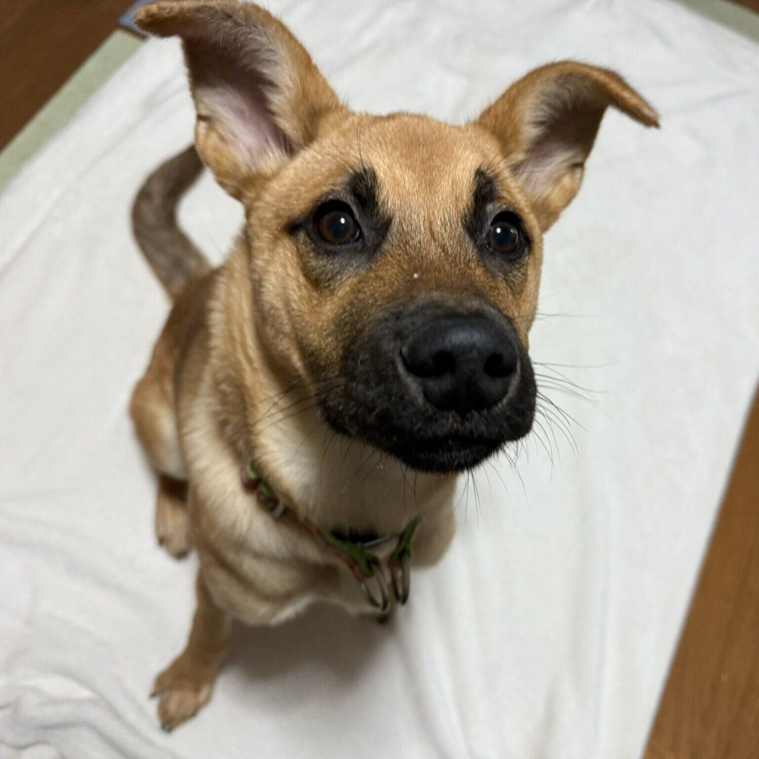 雫くんは野犬から生まれた子犬で、きょうだい犬とともに保護されたのだとか