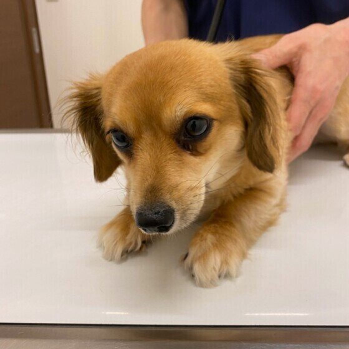 犬を迎える前に犬種の特徴や平均寿命を知っておく理由 ミックス犬の場合は いぬのきもちweb Magazine