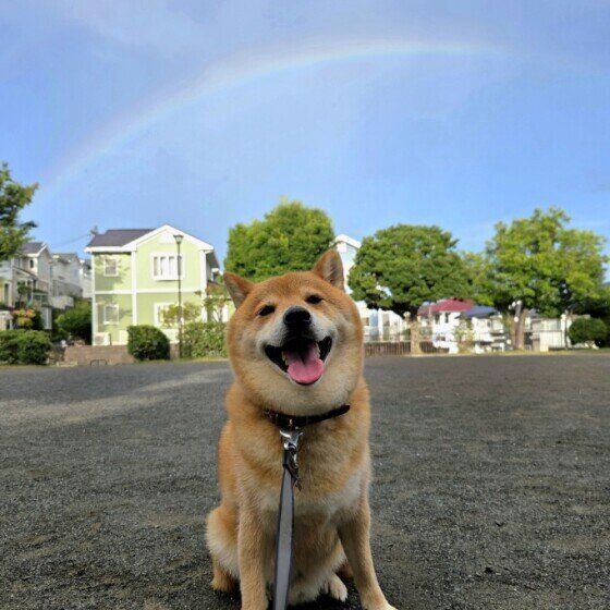雨上がりの空にかかった虹と笑顔の柴犬