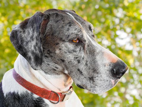 グレート・デーン