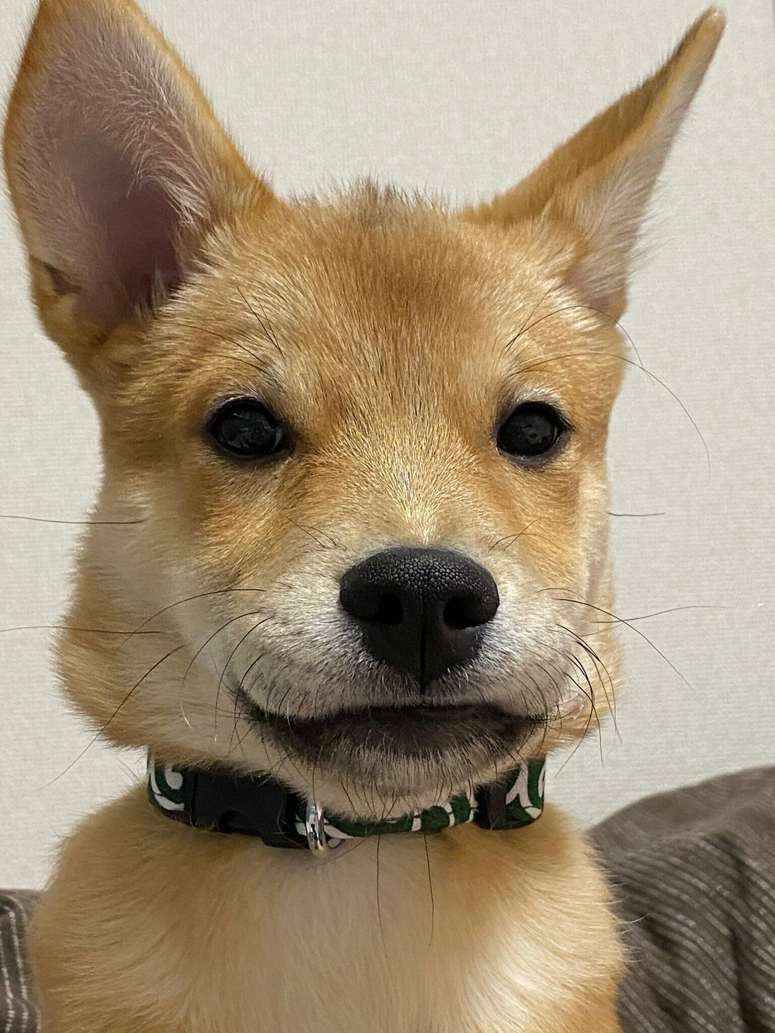 お迎えした当初「声が出ないのでは？」と心配したほど、虎徹くんは吠えないコだったそう