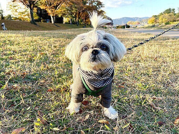 シーズー犬マンガてんぽshihtzu