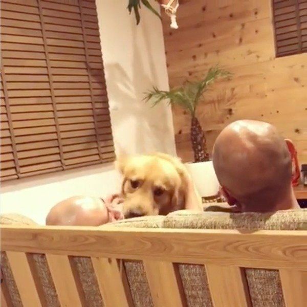 おとーさんが好きなゴールデン・レトリーバー